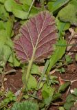 Erodium gruinum