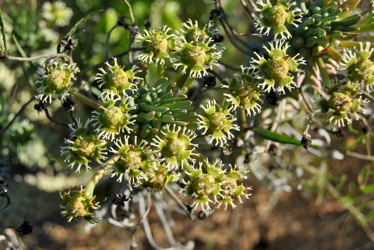 Изображение особи Euphorbia caput-medusae.