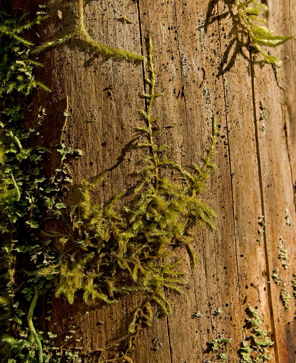 Image of Sanionia uncinata specimen.