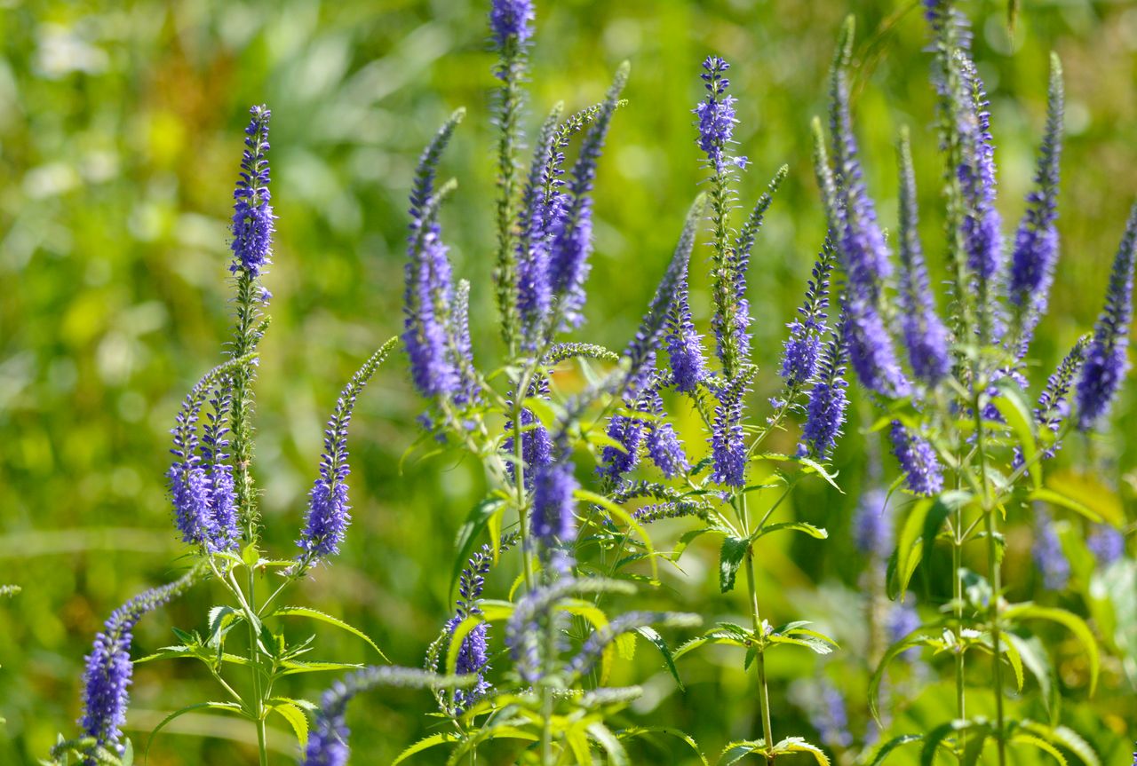 Image of Veronica longifolia specimen.