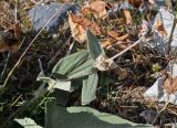 Phlomoides canescens. Верхушка побега с отцветающим и отцветшим соцветиями. Таджикистан, Фанские горы, ущелье Куликалон, ≈ 2700 м н.у.м., сухой склон. 04.08.2017.