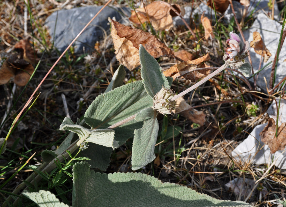 Image of Phlomoides canescens specimen.