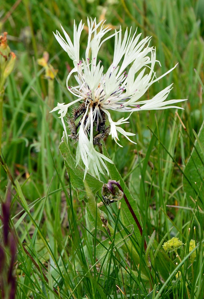 Image of Centaurea cheiranthifolia specimen.