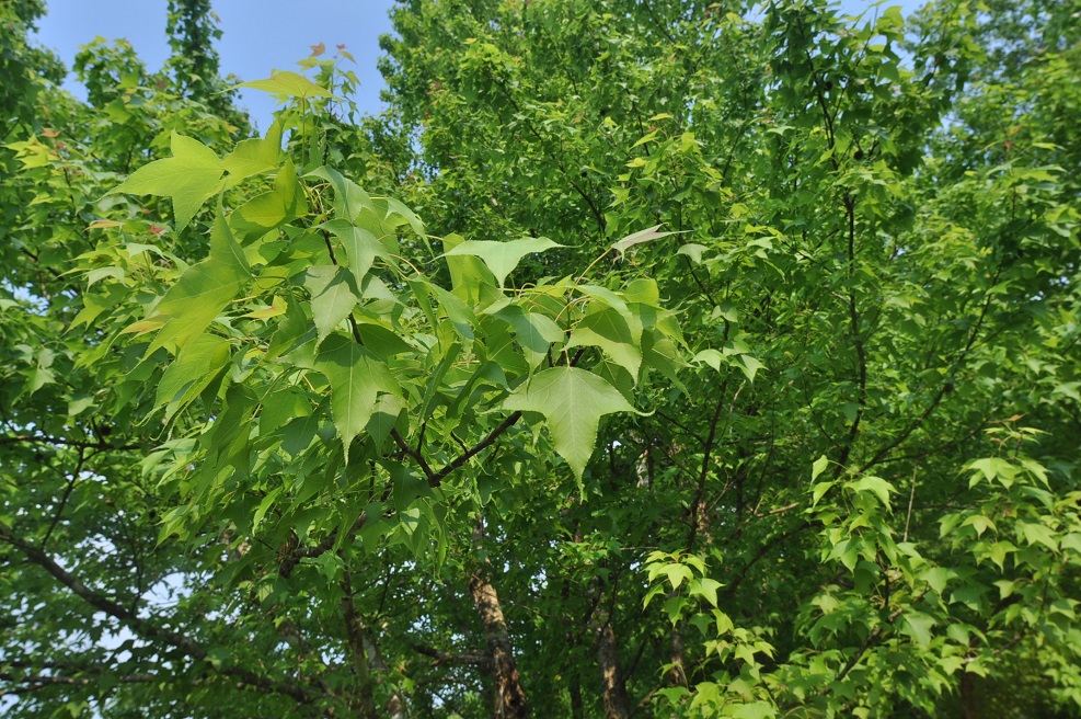 Image of Liquidambar formosana specimen.