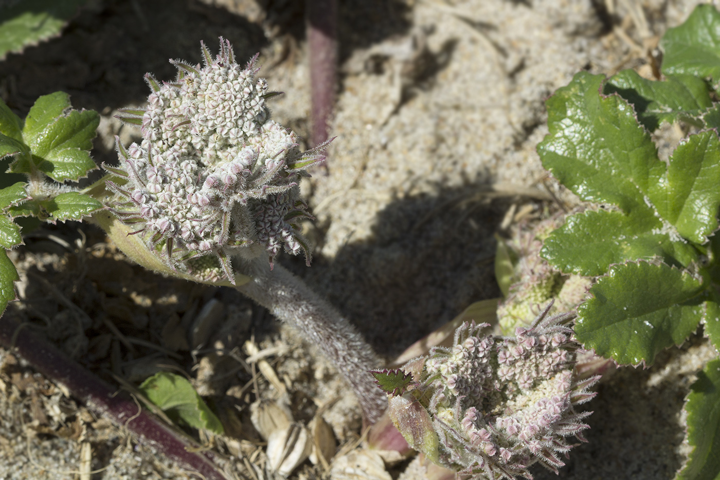 Image of Glehnia litoralis specimen.