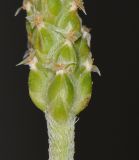 Plantago crypsoides