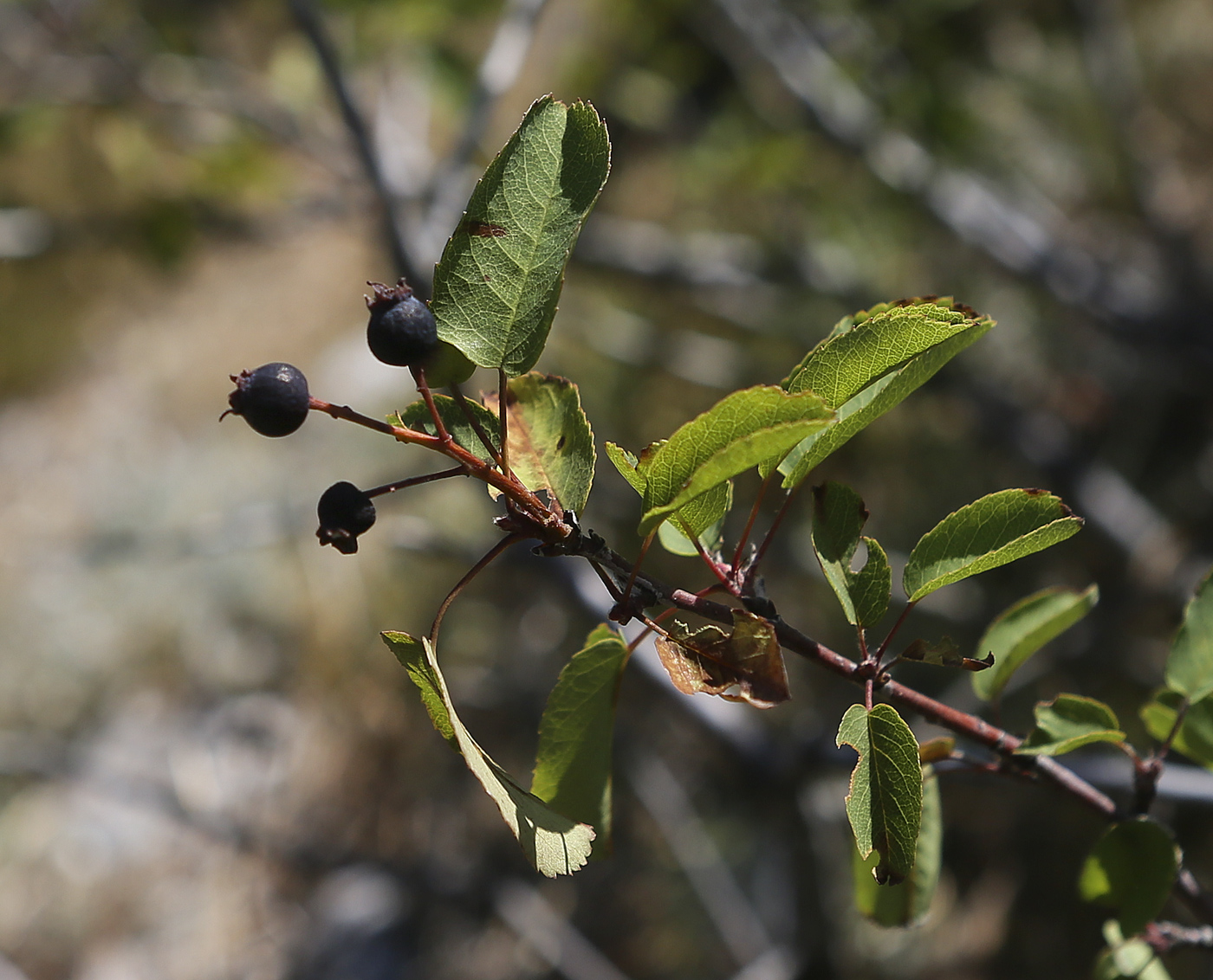 Image of Amelanchier ovalis specimen.