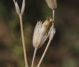 Cerastium biebersteinii