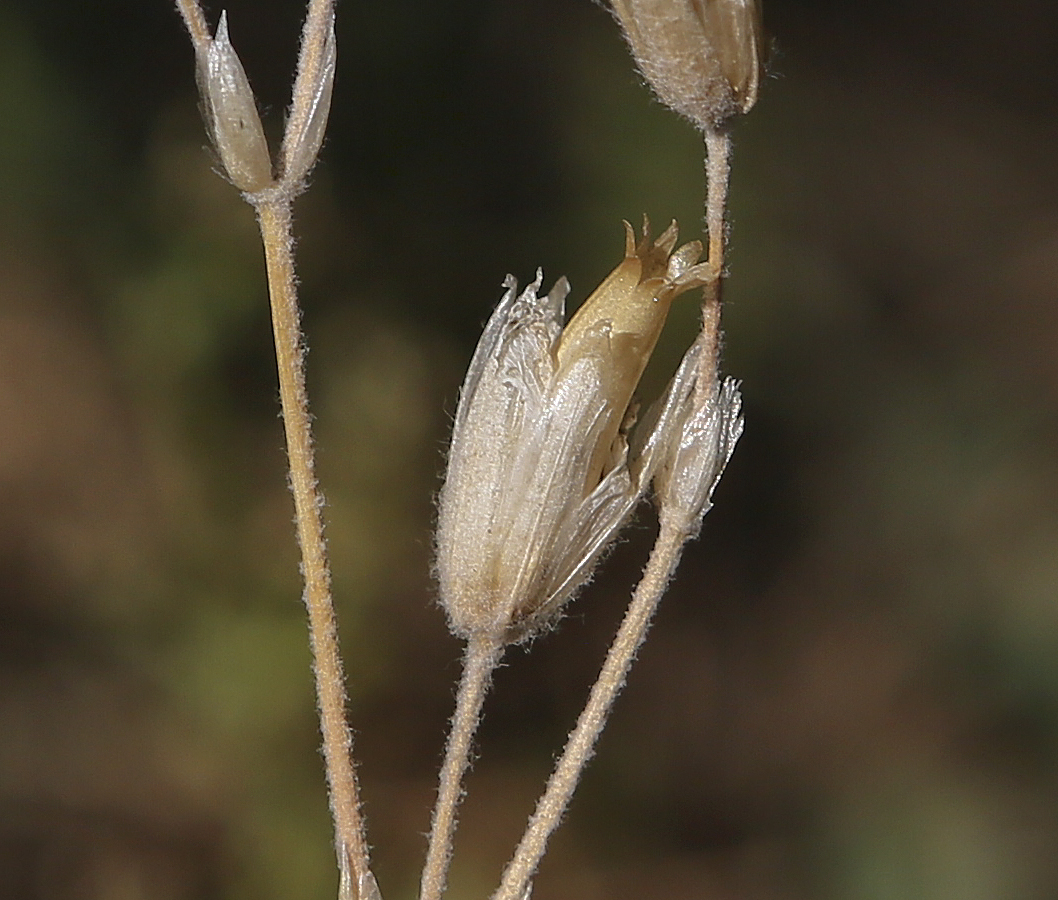 Изображение особи Cerastium biebersteinii.