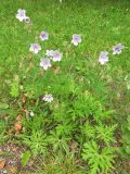 Geranium pratense. Цветущее растение (гипохромная форма). Беларусь, Гродненская обл., Новогрудский р-н, Кошелевский сельсовет, дер. Скрыдлево, обочина асфальтированной дороги, злаковый свежий луг. 24.07.2017.