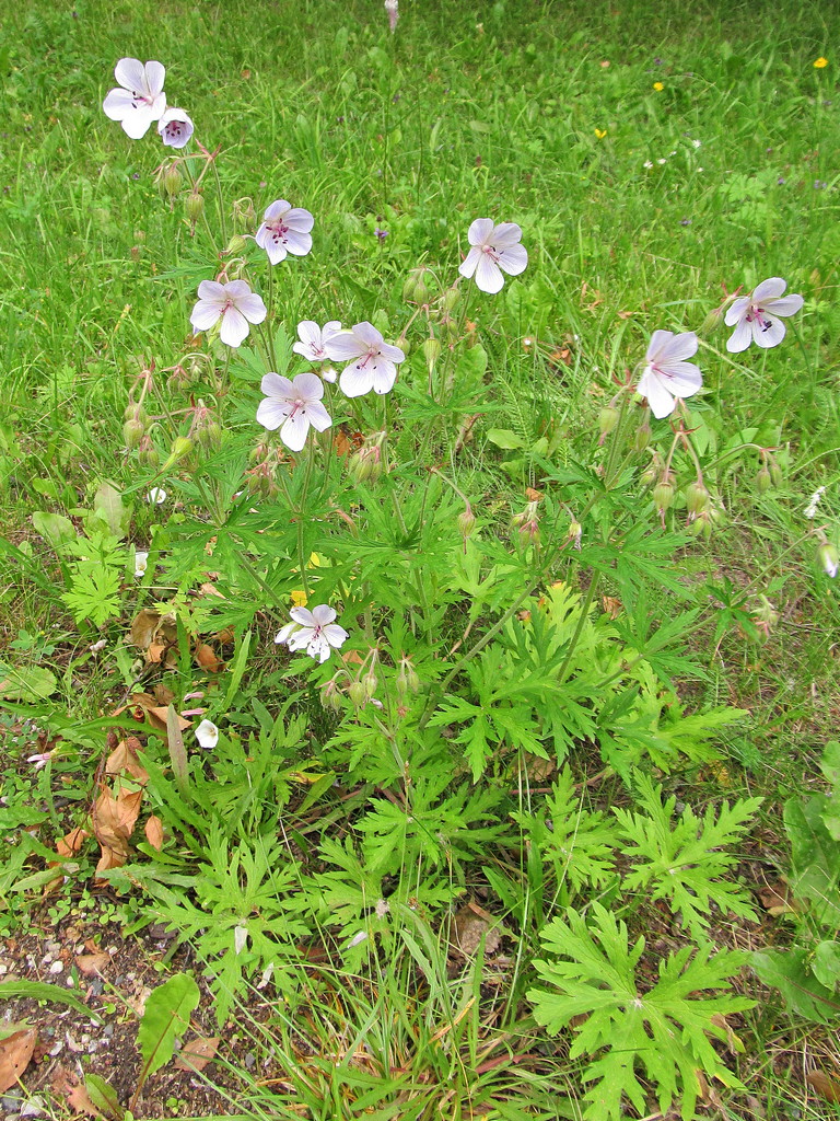 Изображение особи Geranium pratense.