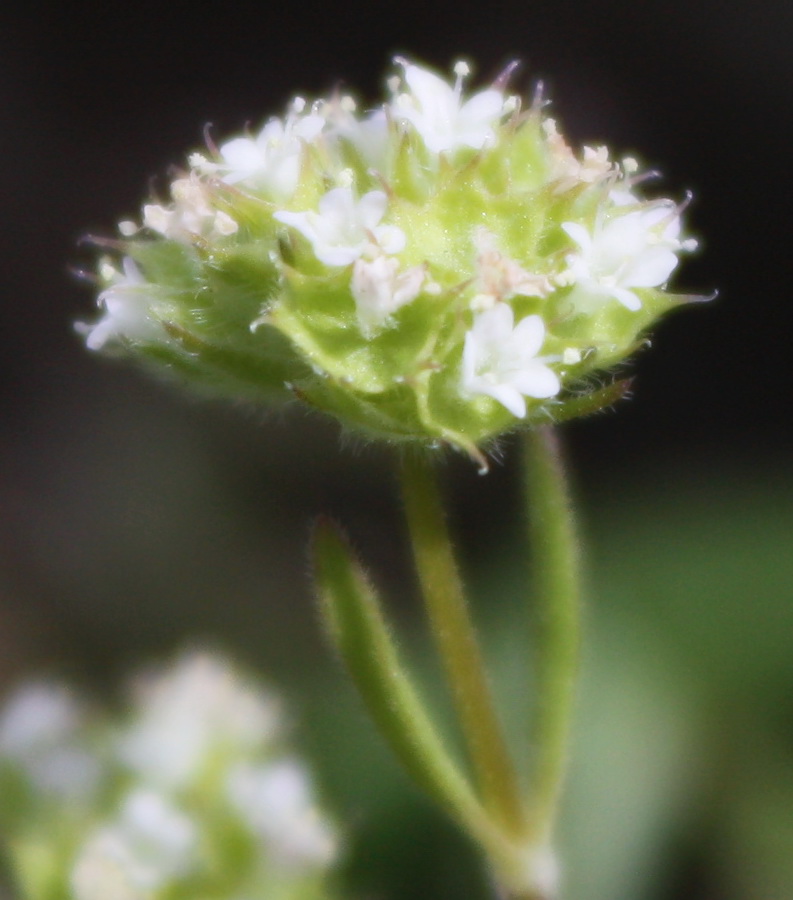 Изображение особи Valerianella coronata.