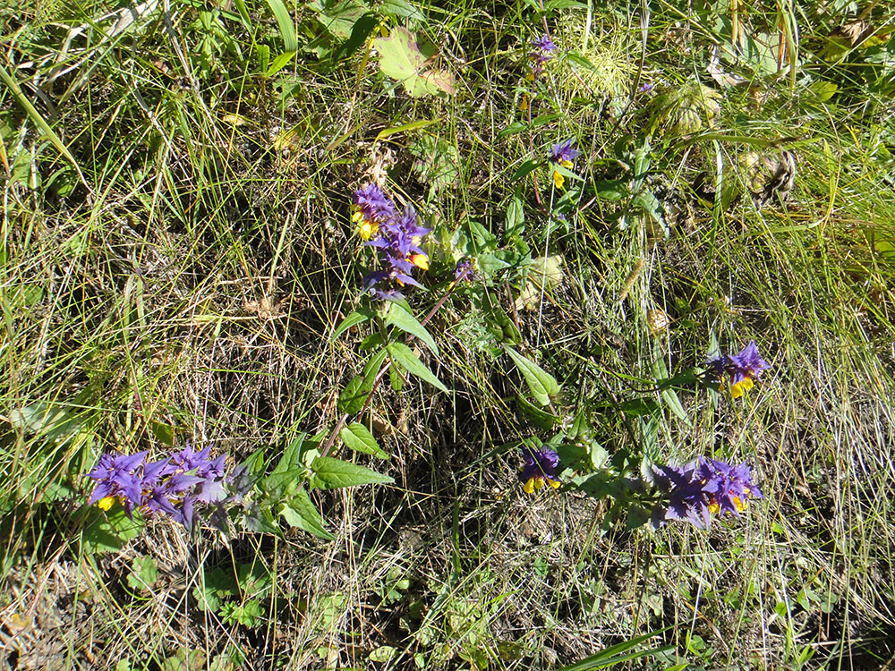 Image of Melampyrum nemorosum specimen.