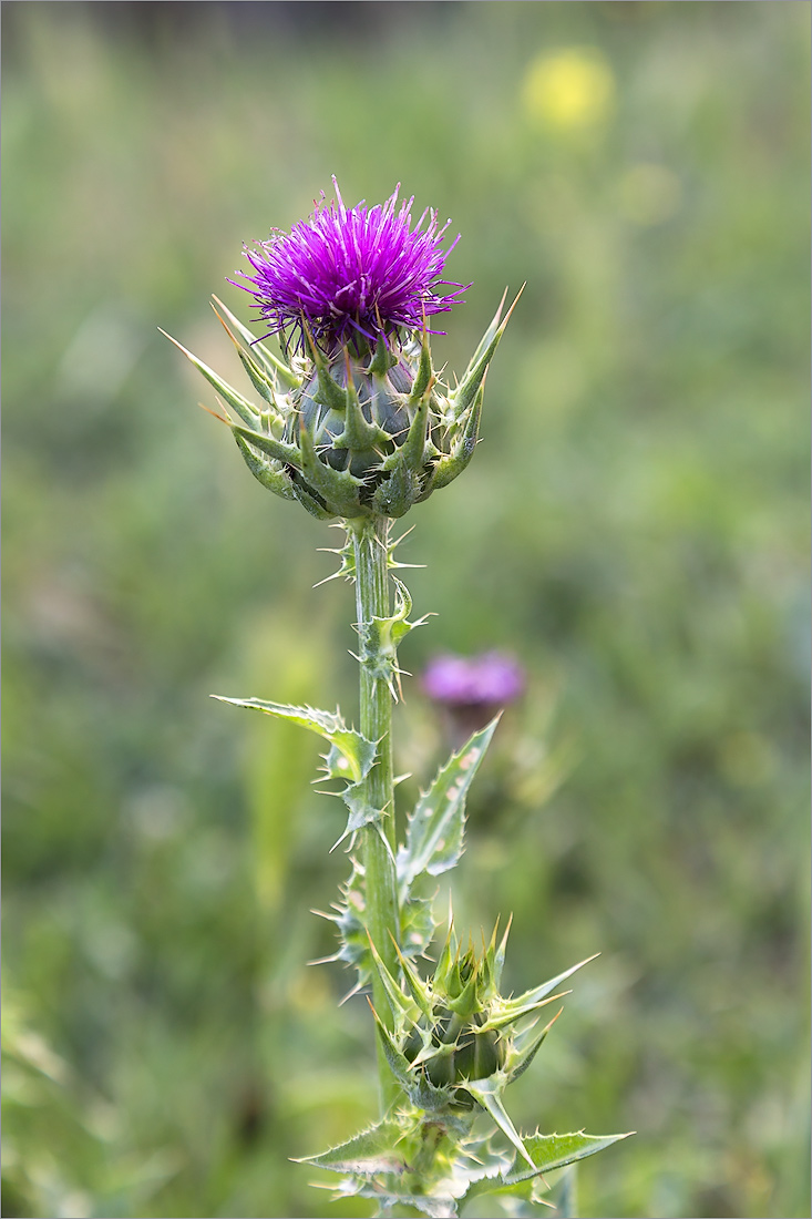 Изображение особи Silybum marianum.