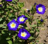 Convolvulus tricolor