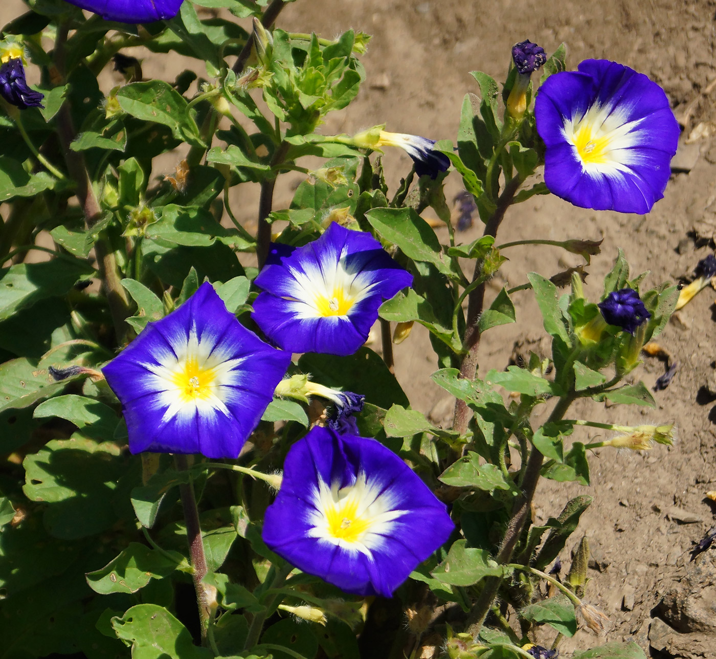 Image of Convolvulus tricolor specimen.