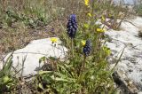 Muscari neglectum. Цветущее растение. Крым, Бахчисарайский р-н, плато Мангуп-Кале. 06.05.2009.