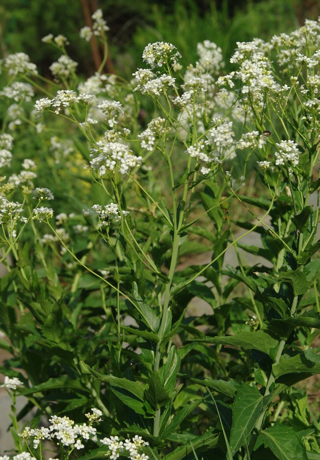 Image of Peltaria turkmena specimen.