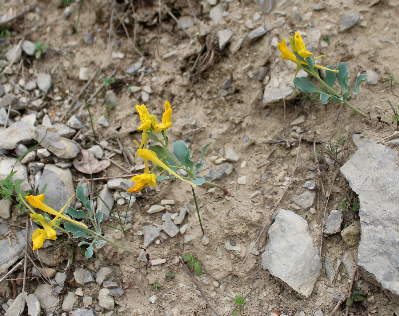 Изображение особи Corydalis aitchisonii.