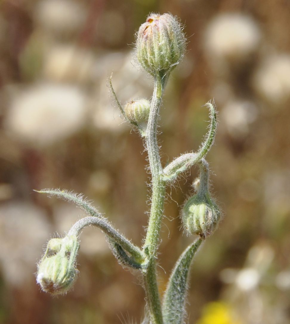 Изображение особи род Crepis.