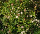 Spiraea beauverdiana