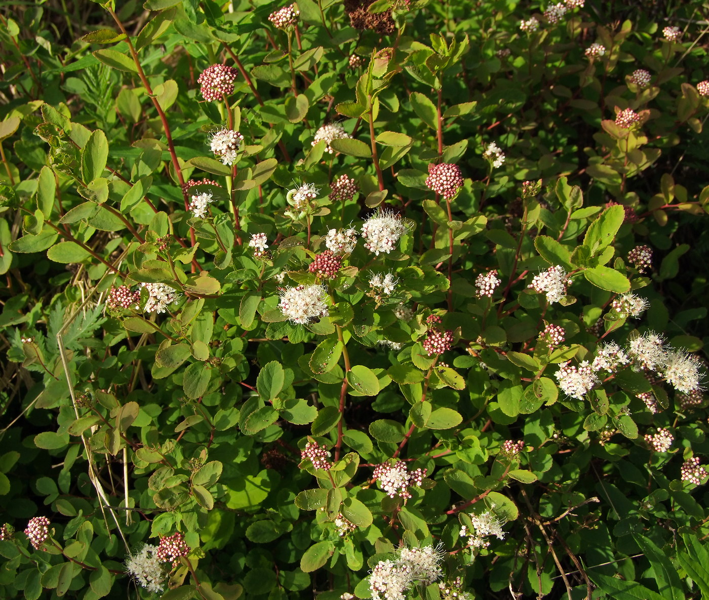 Image of Spiraea beauverdiana specimen.