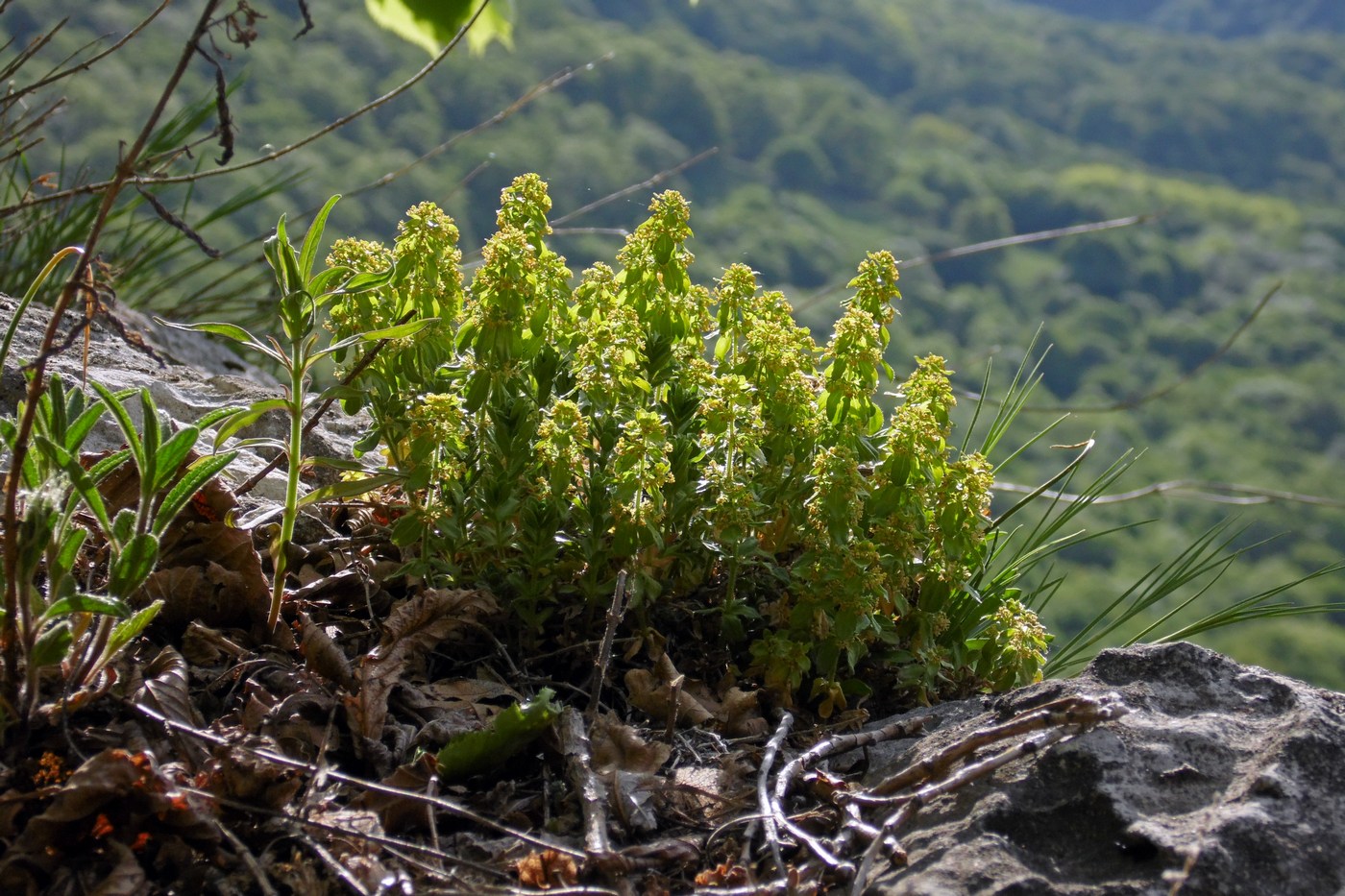 Image of Cruciata laevipes specimen.