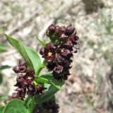 Vincetoxicum funebre