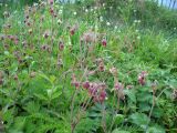 Geum rivale