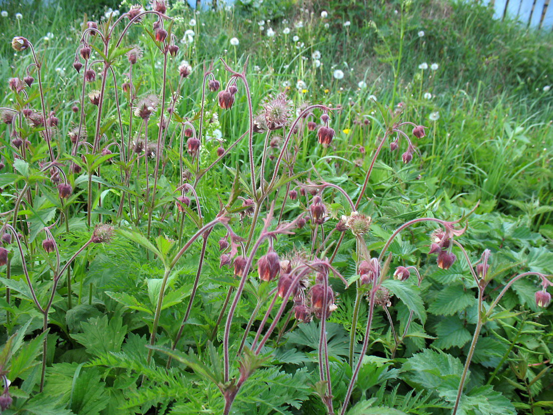 Image of Geum rivale specimen.