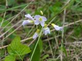 Cardamine pratensis. Соцветие. Московская обл., Одинцовский р-н, Звенигородская биостанция МГУ, на сырой просеке. 19.05.2018.