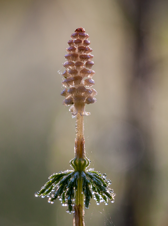 Изображение особи Equisetum sylvaticum.