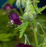 Geranium phaeum. Цветок. Пермь, Свердловский р-н, в озеленении двора. 14 июня 2018 г.