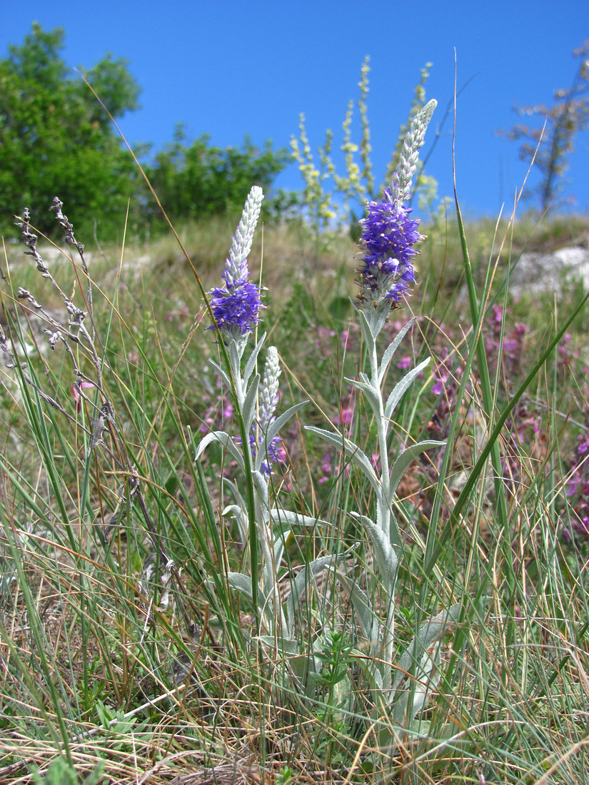 Image of Veronica hololeuca specimen.