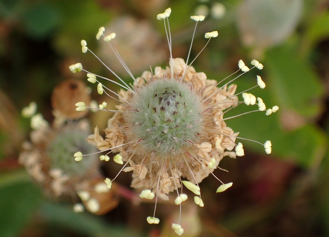 Изображение особи Plantago lagopus.