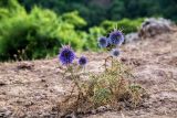 Echinops adenocaulos. Цветущее растение. Израиль, Голанские высоты, лес Одем. 05.07.2018.