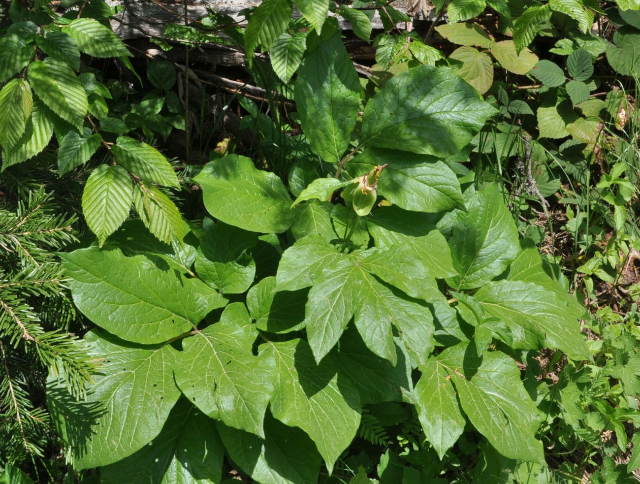 Image of Paeonia macrophylla specimen.