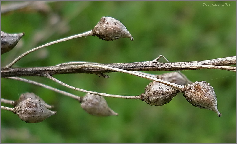 Image of Bunias orientalis specimen.