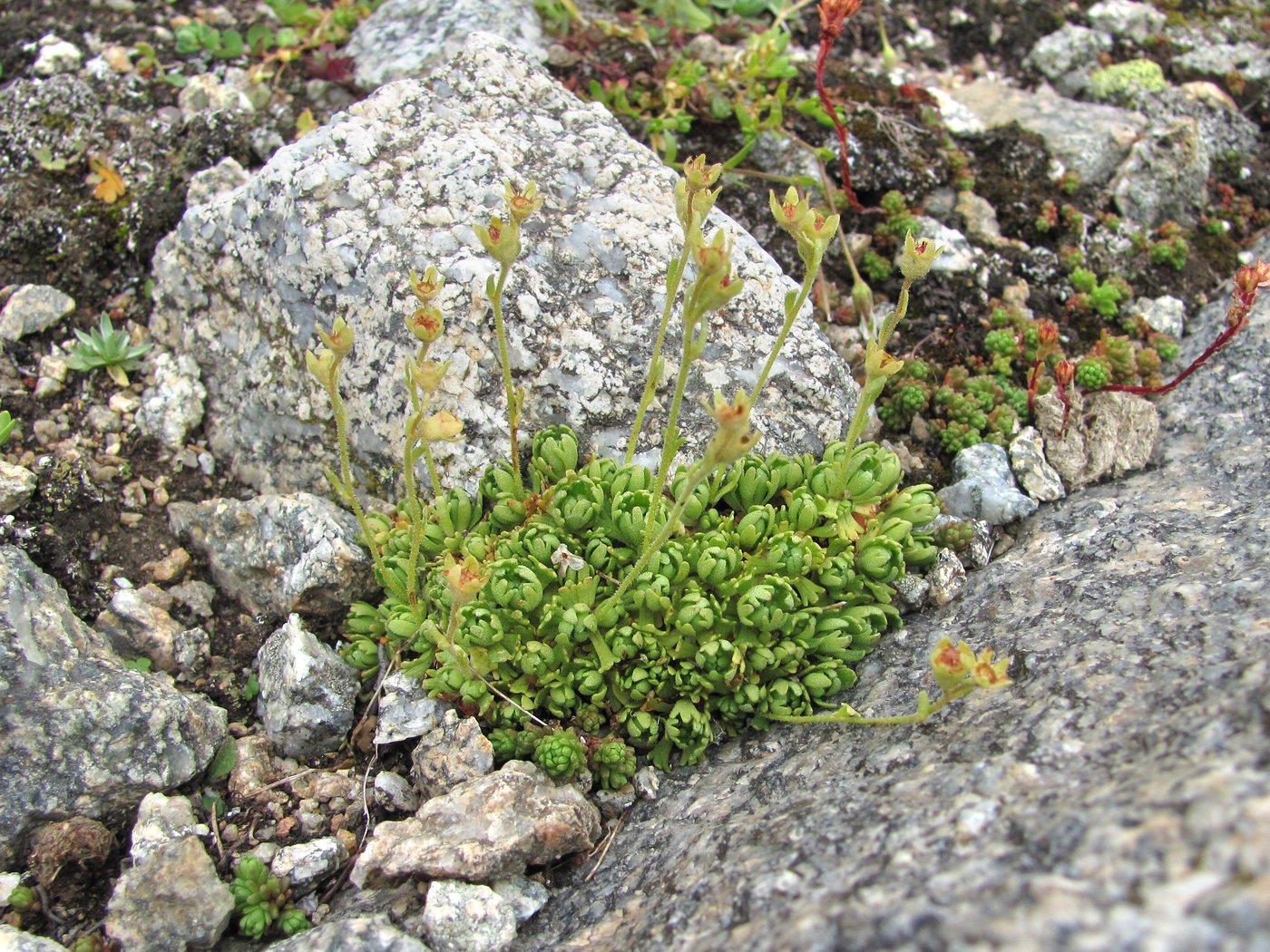 Image of Saxifraga adenophora specimen.