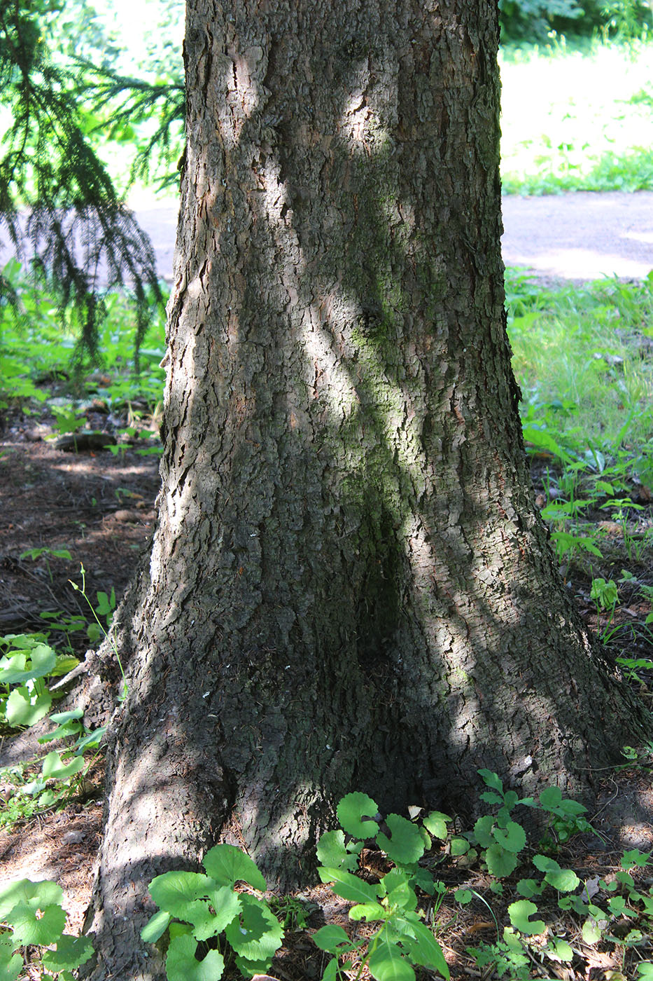 Изображение особи Picea asperata.