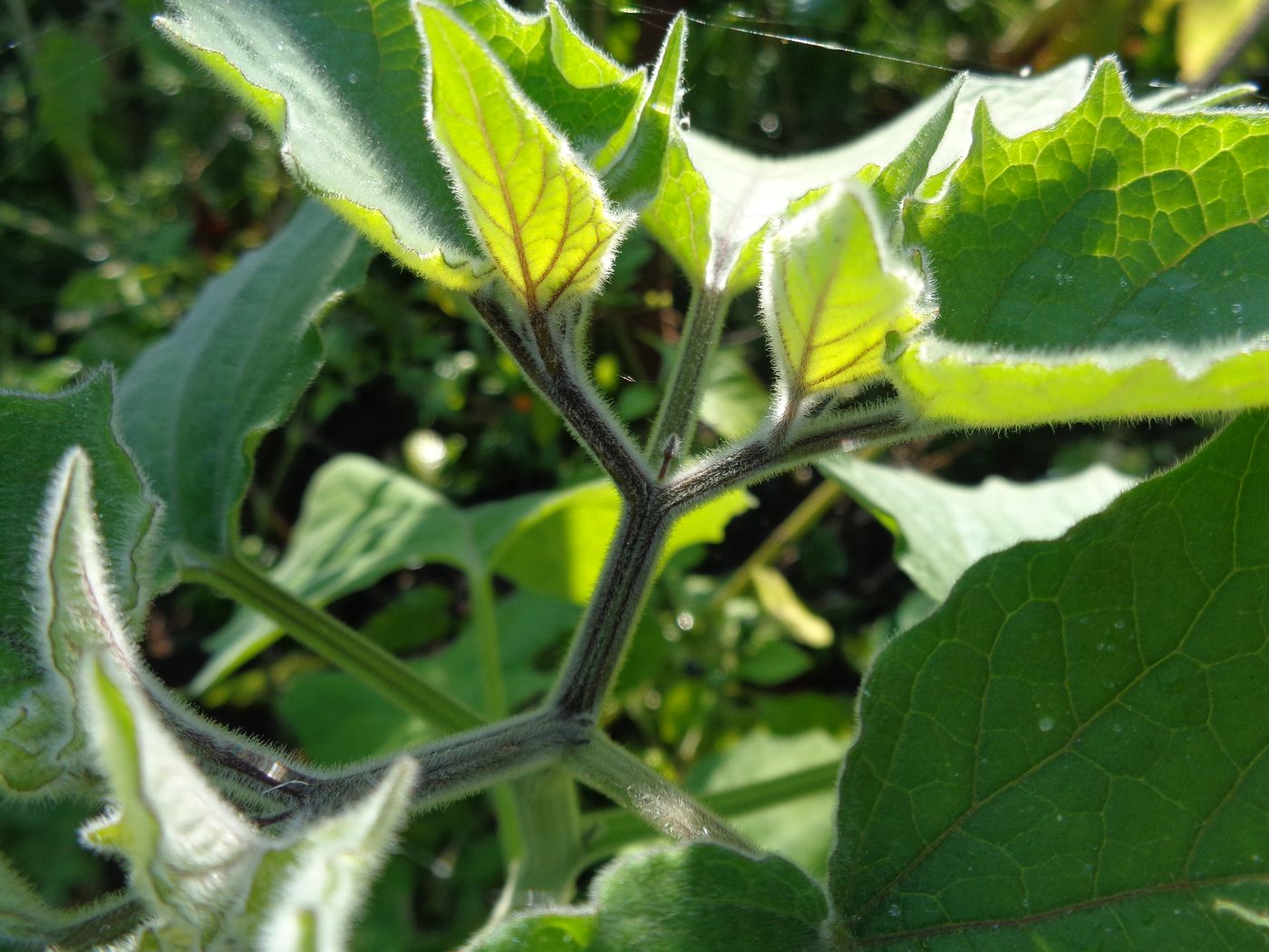 Image of Physalis peruviana specimen.
