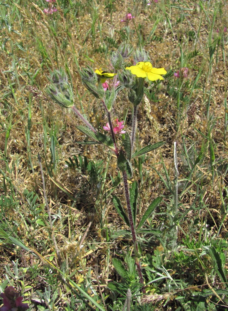 Image of Potentilla recta specimen.