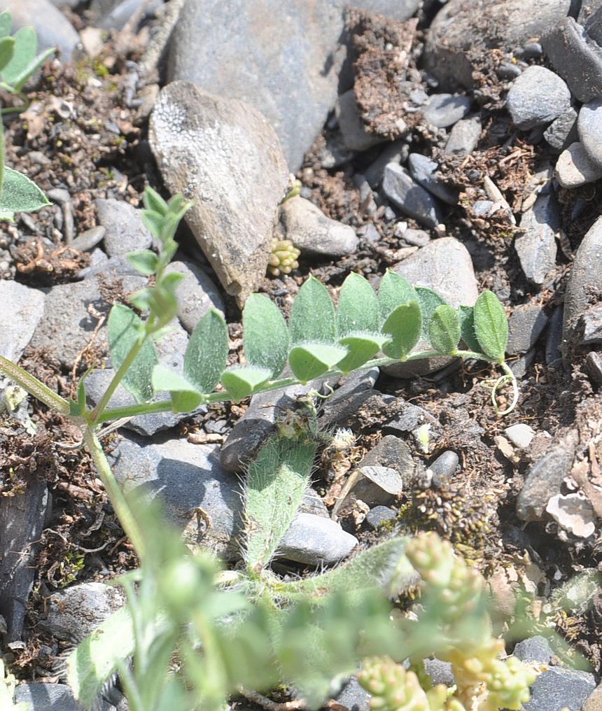 Изображение особи Vicia alpestris.