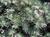 Onosma polyphylla