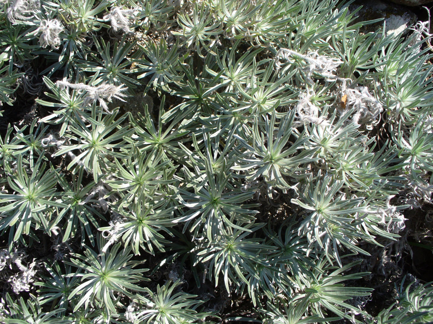 Image of Onosma polyphylla specimen.