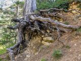 Pinus pallasiana. Нижняя часть ствола и корни взрослого дерева. Крым, окр. г. Ялта, ущелье Уч-Кош. 19.09.2018.