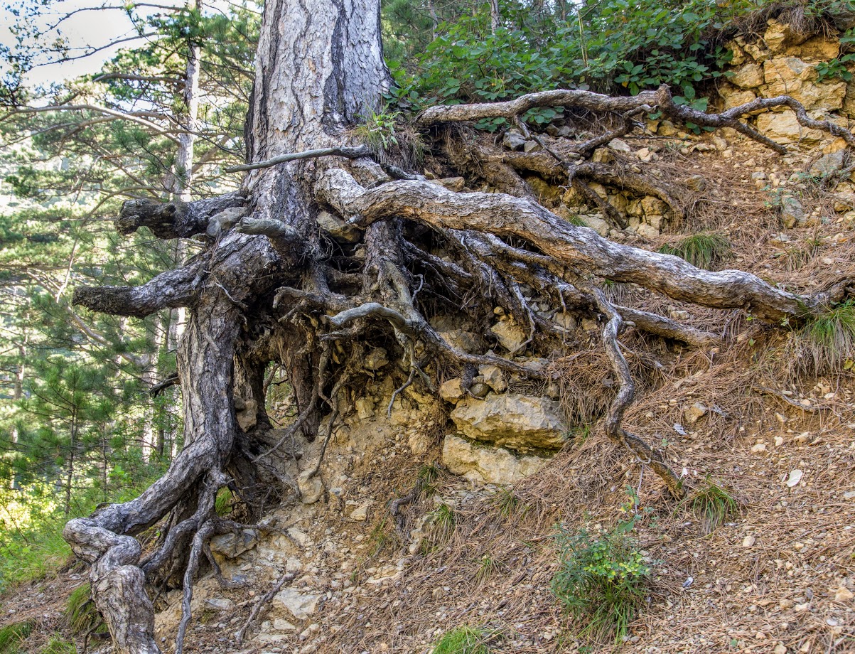 Изображение особи Pinus pallasiana.