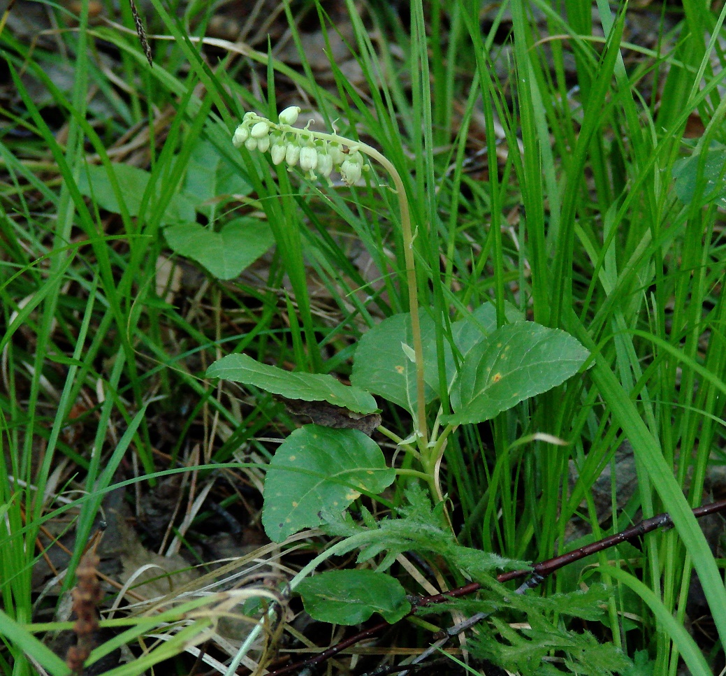 Image of Orthilia secunda specimen.