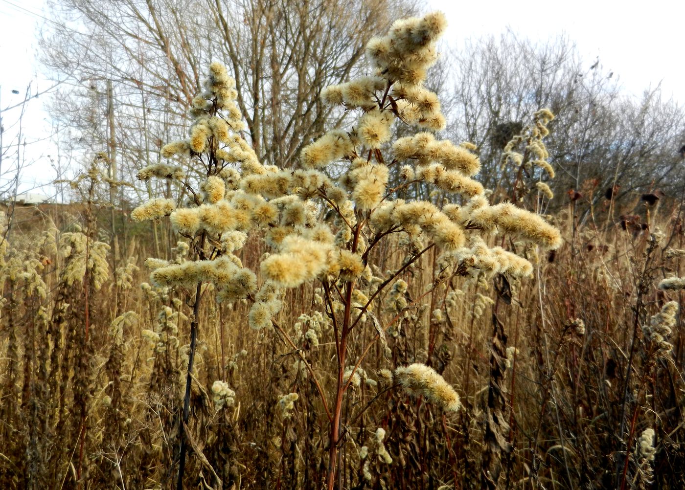 Image of Solidago canadensis specimen.