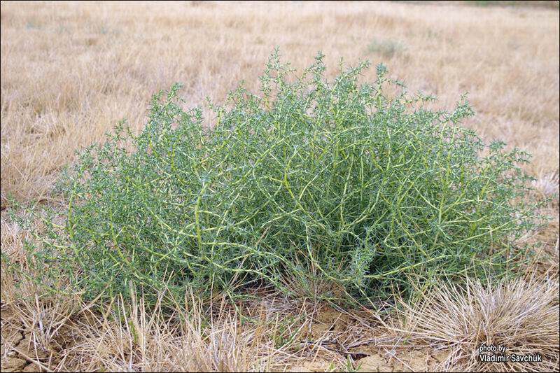 Image of Salsola soda specimen.